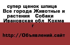 супер щенок шпица - Все города Животные и растения » Собаки   . Ивановская обл.,Кохма г.